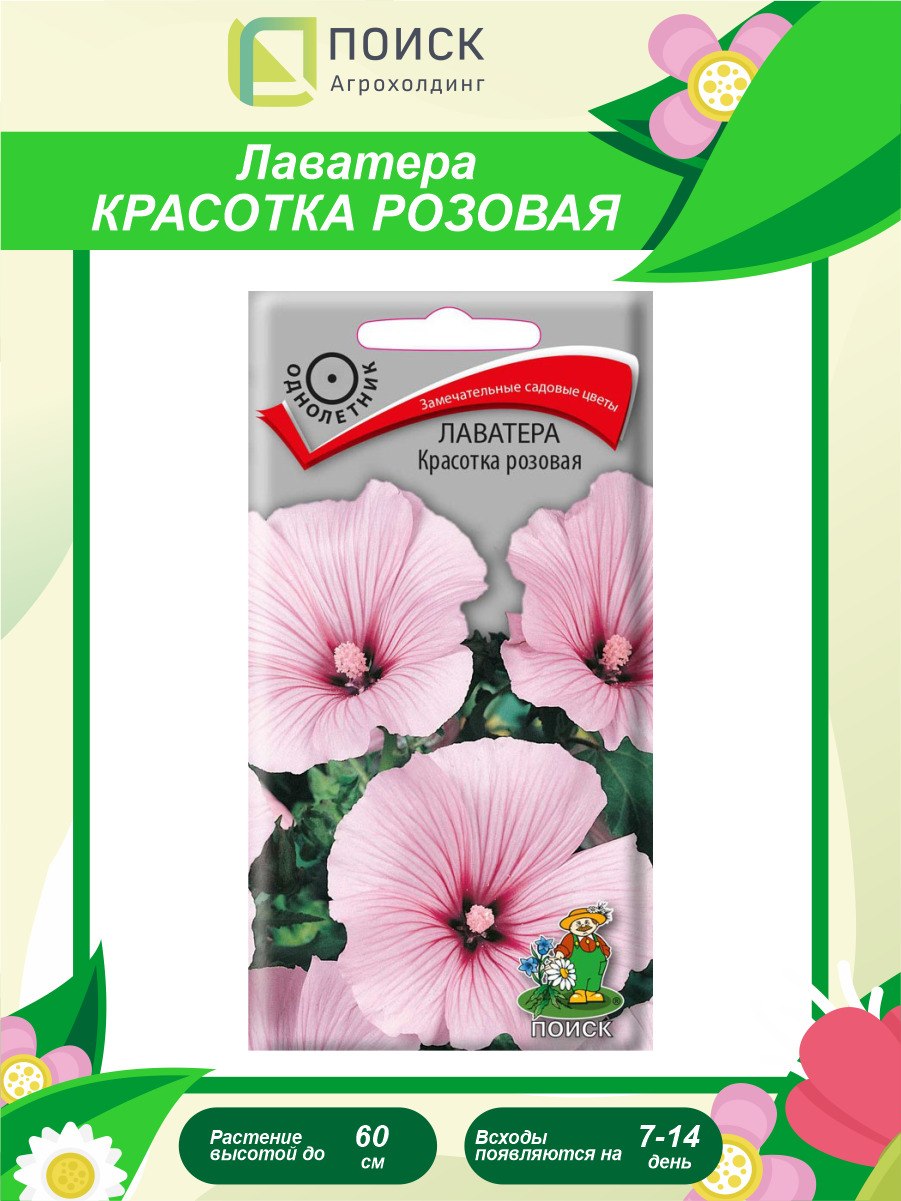 Лаватера Лилак леди