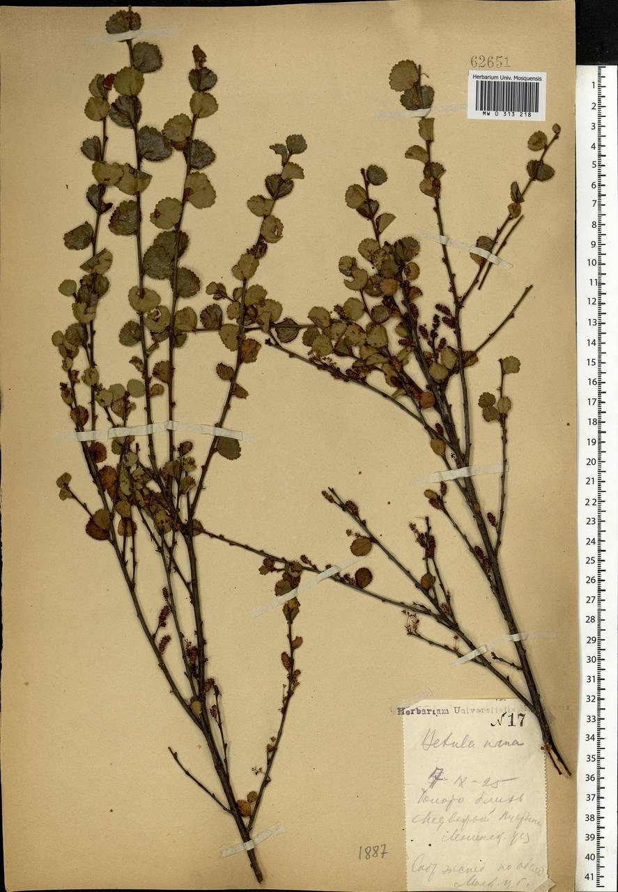 Берёза карликовая Голден Дрим