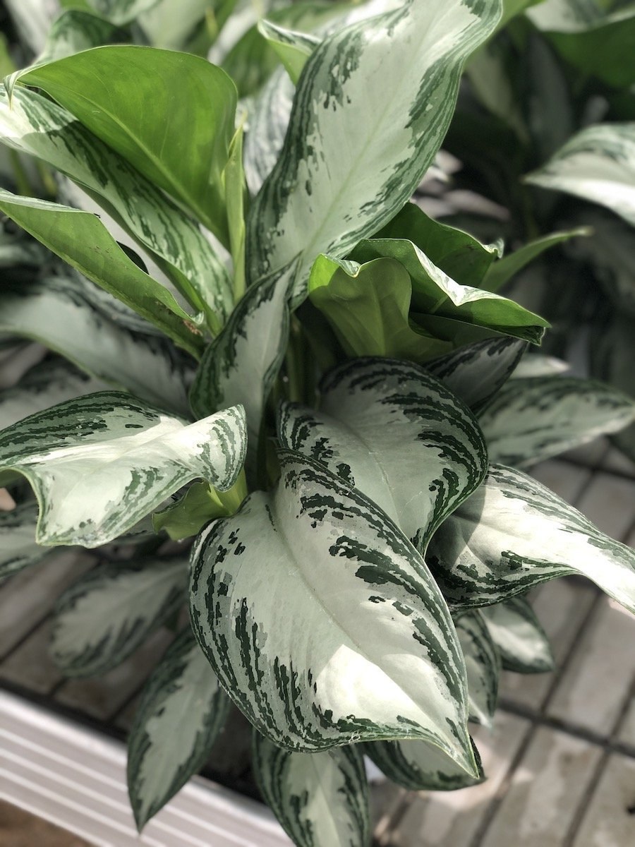 Аглаонема Вайт Ленс