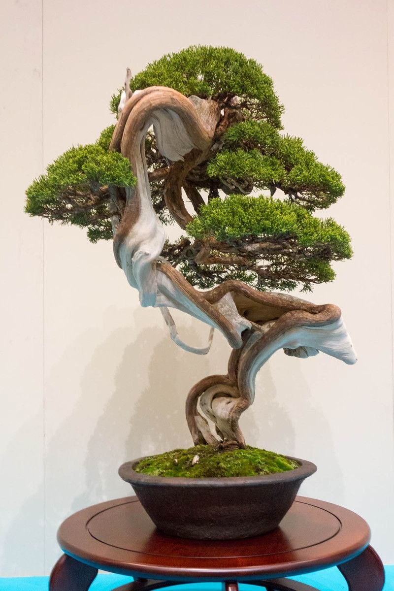 Секвойя бонсай