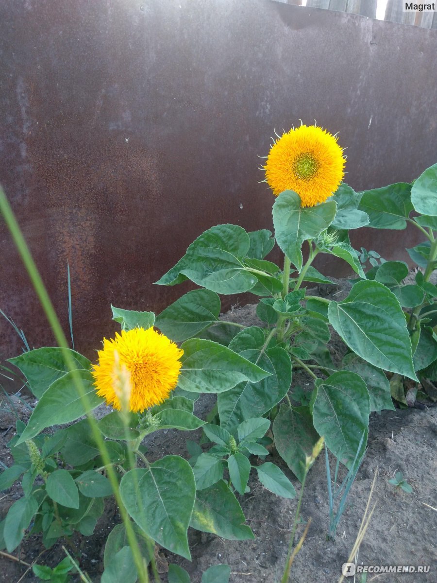 Подсолнух карликовый Санспот