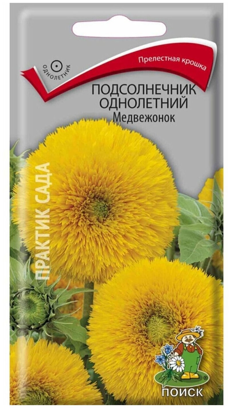 Гелиантус Медвежонок Тедди