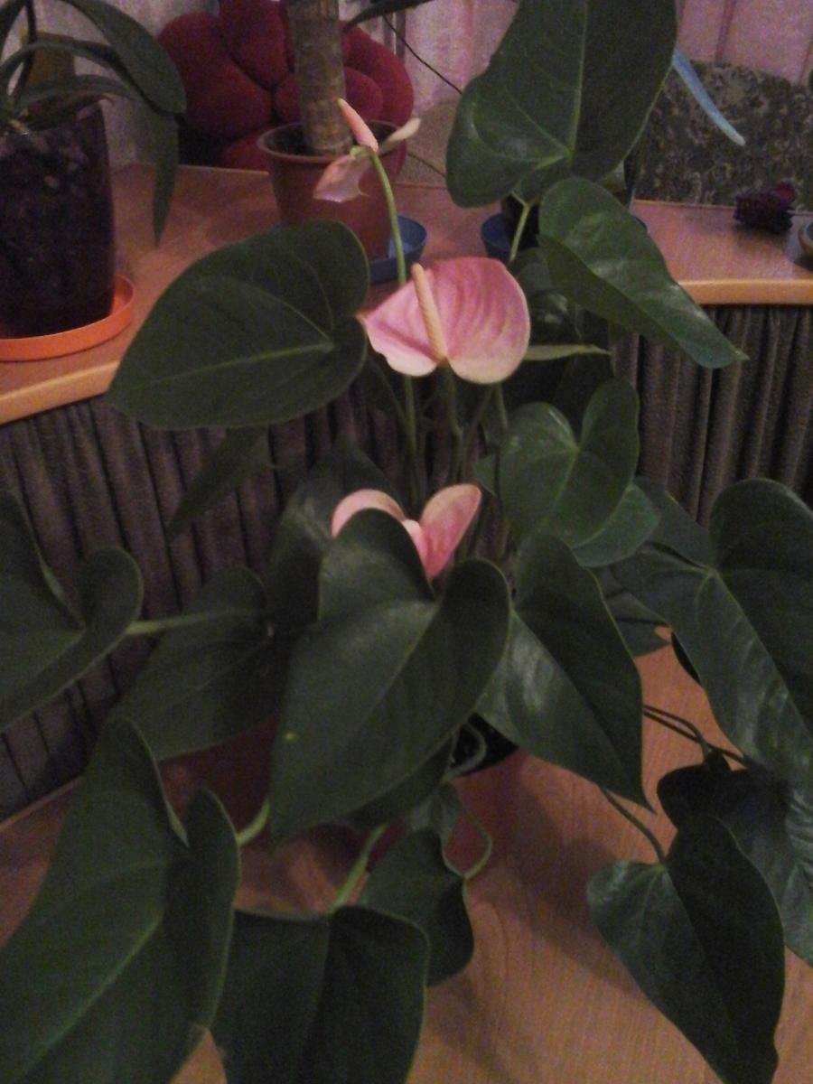 Антуриум Шелл коралл