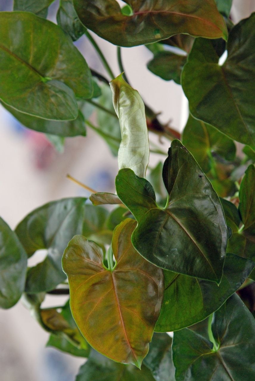 Сингониум арон браун