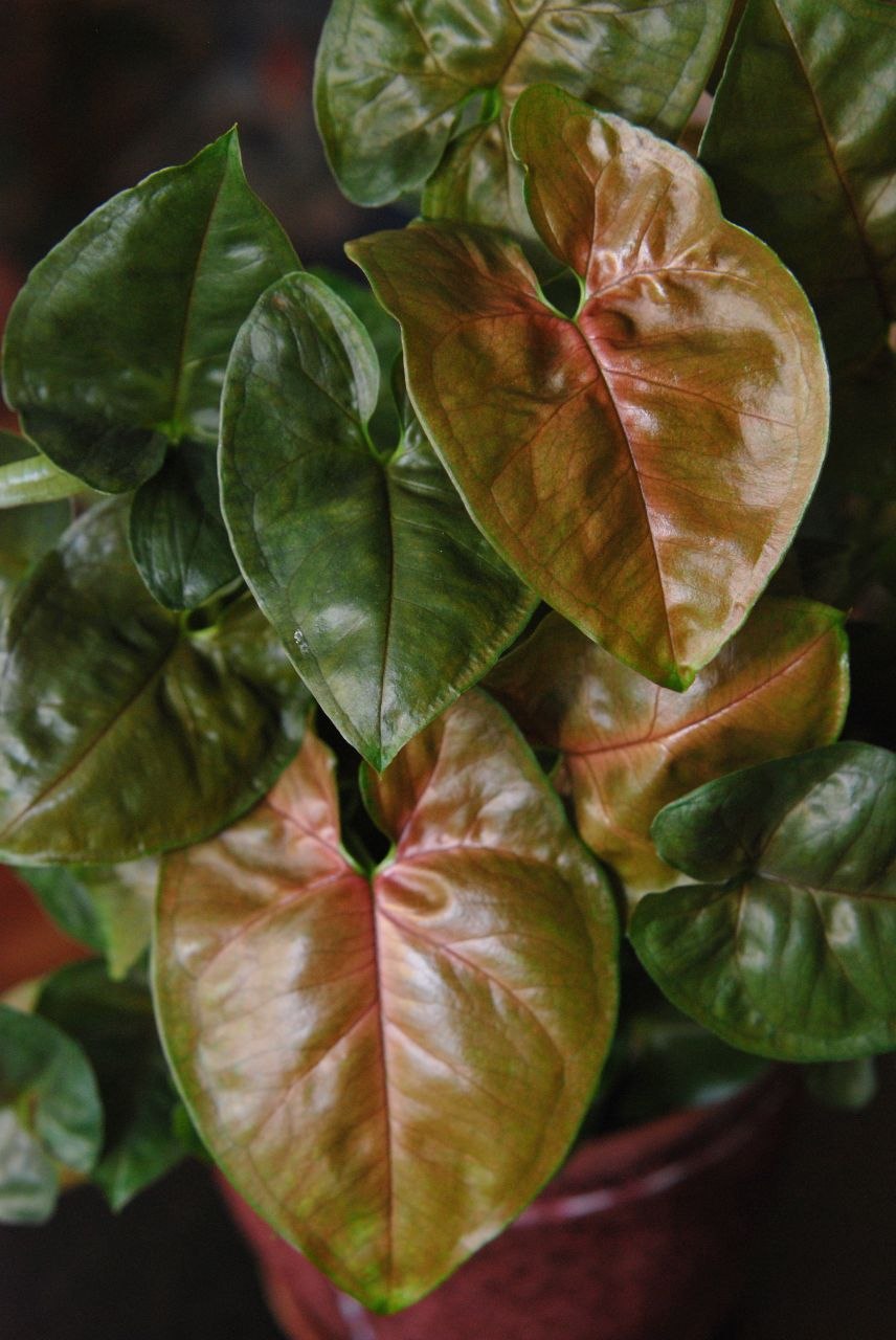 Сингониум Aron Brown