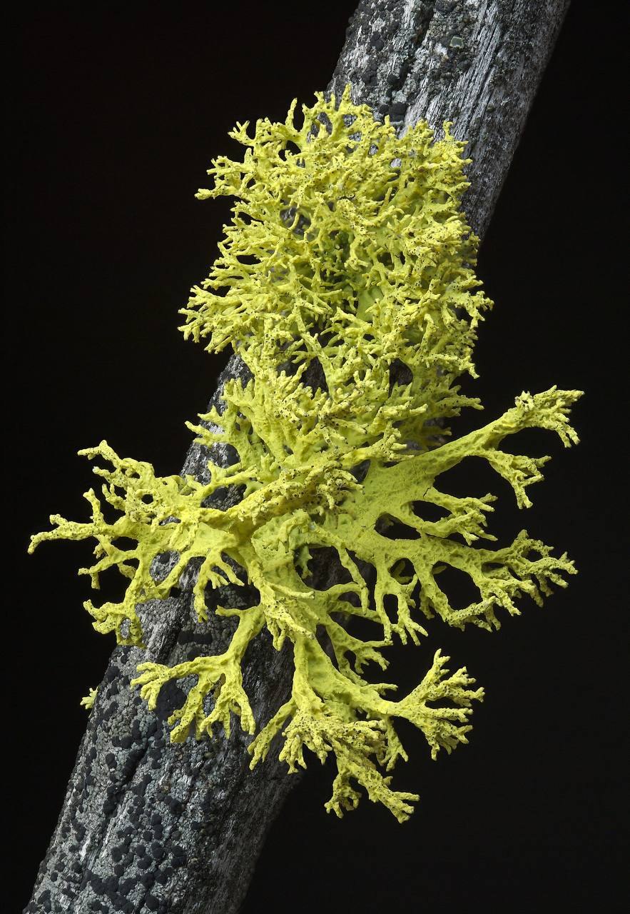 Клеточное строение лишайника