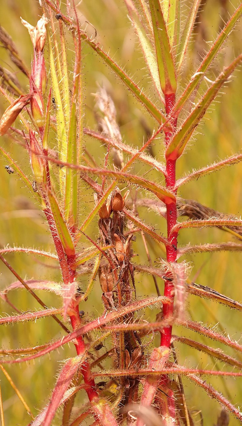 Roridula Gorgonias