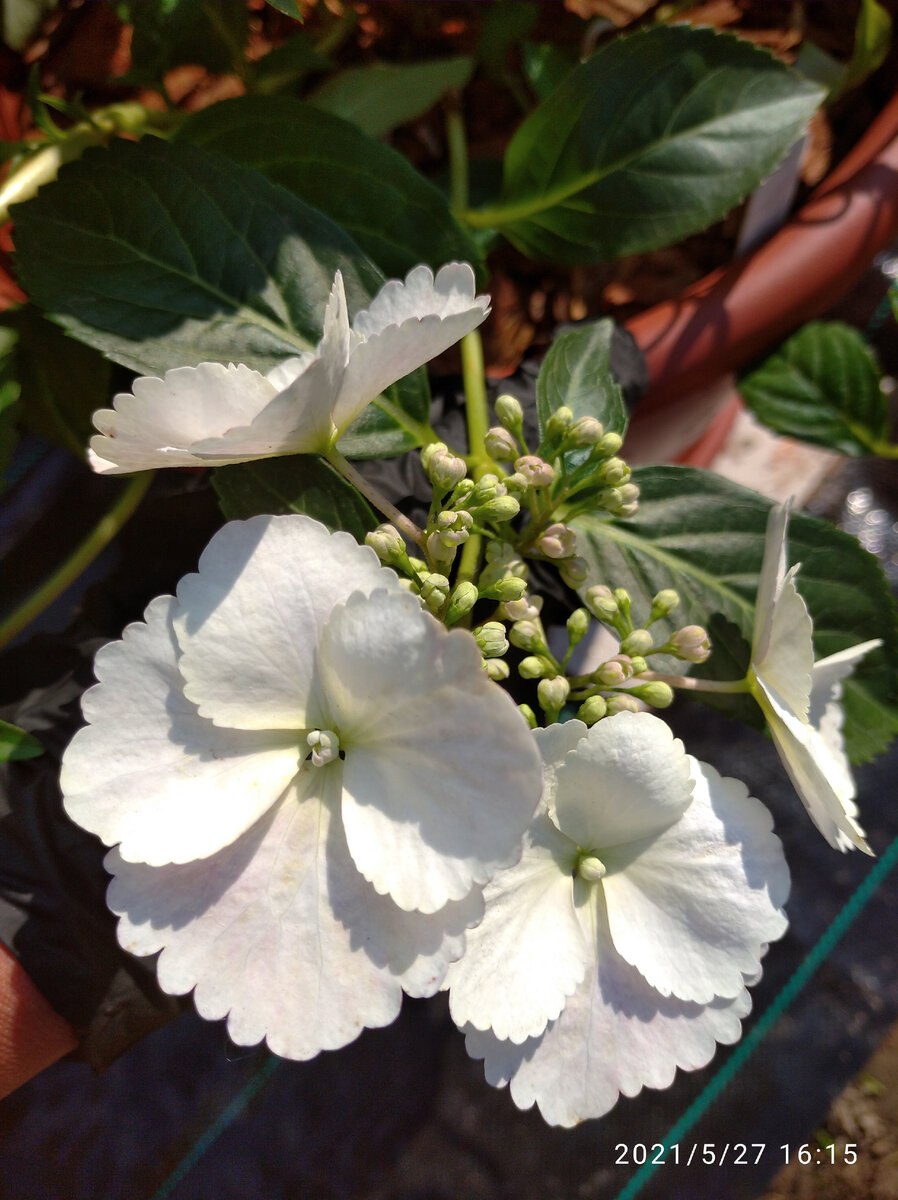 Ампельная гортензия Сбежавшая