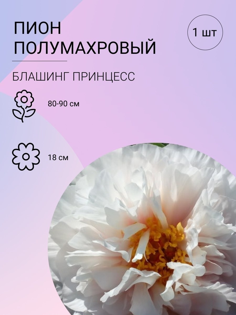 Пион принцесса маргарет