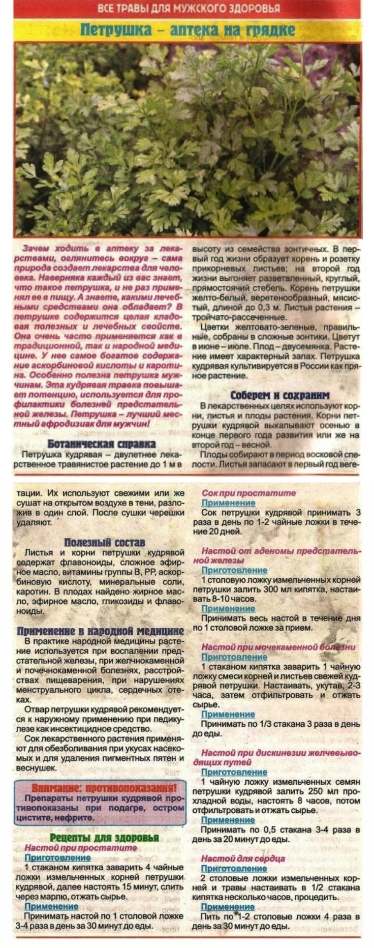 Кориандр vs кинза