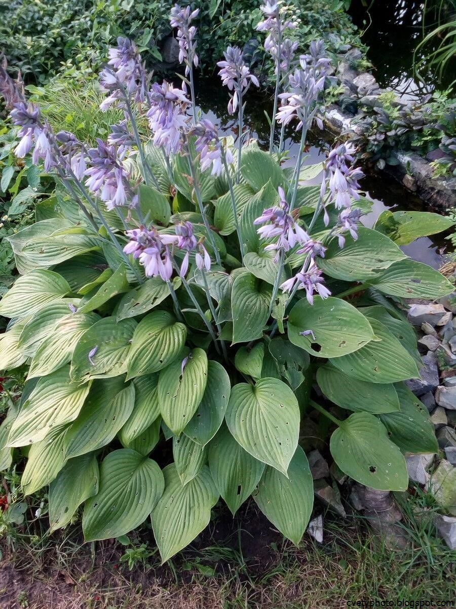 Гортензия пильчатая Avelroz