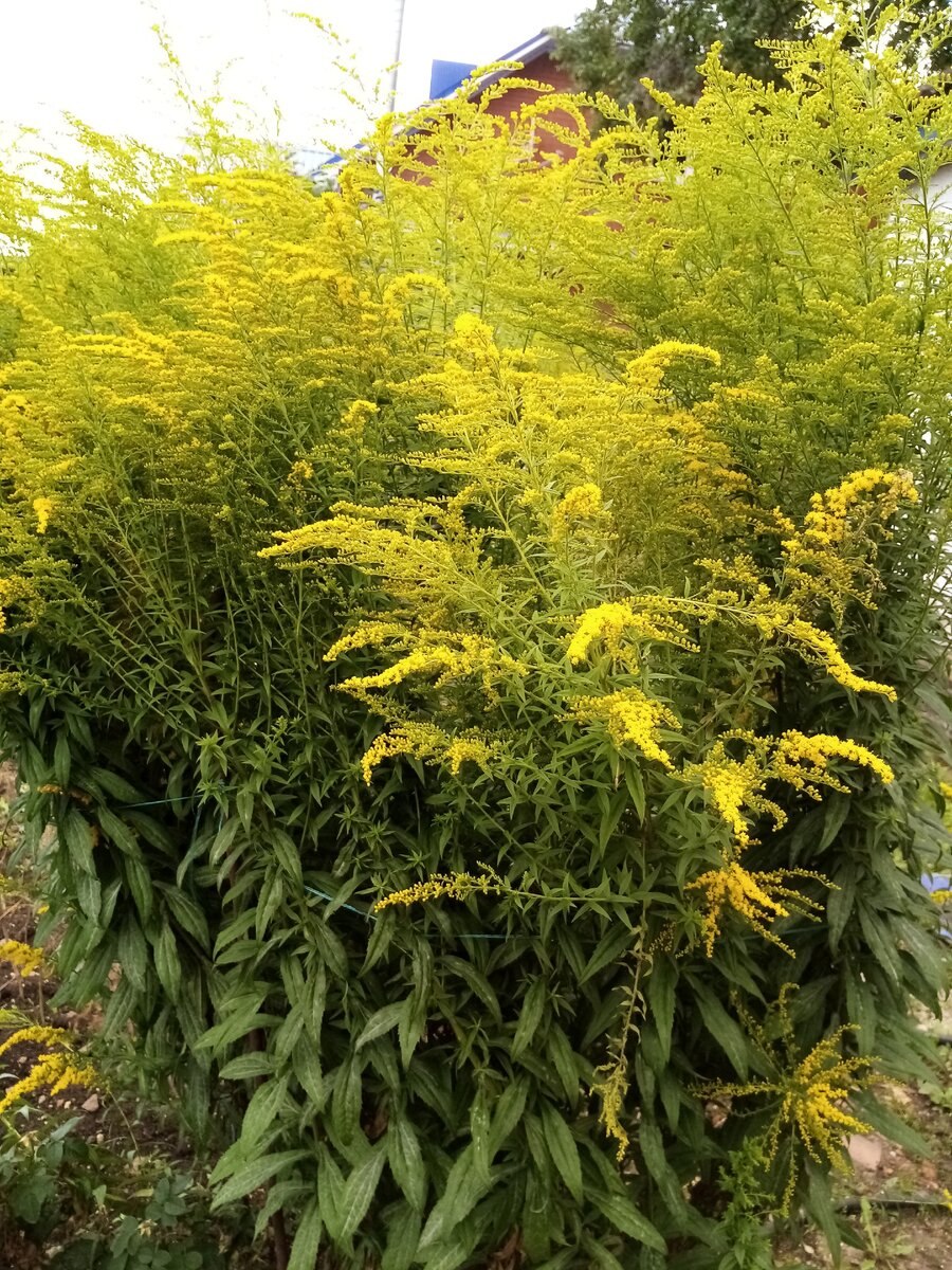 Золотарник обыкновенный (Solidago virgaurea