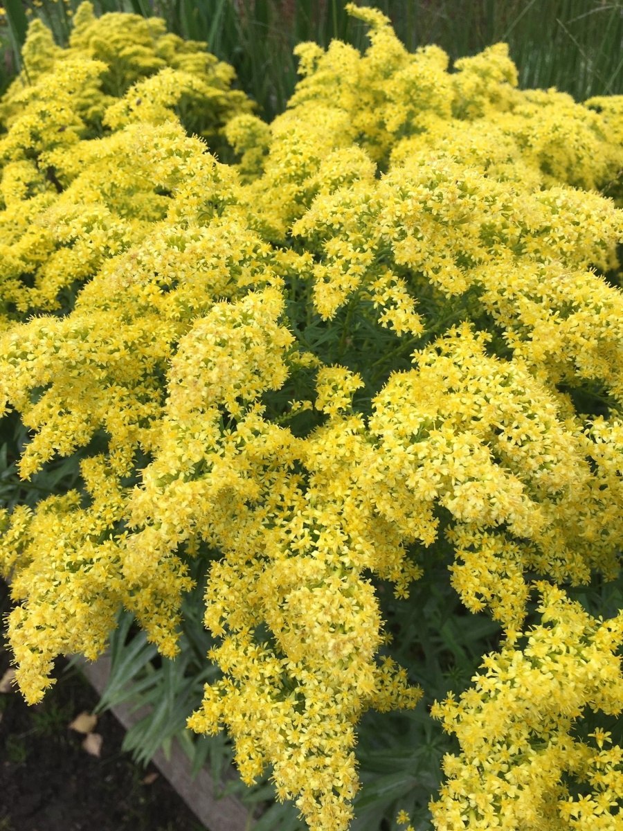 Золотарник канадский патио