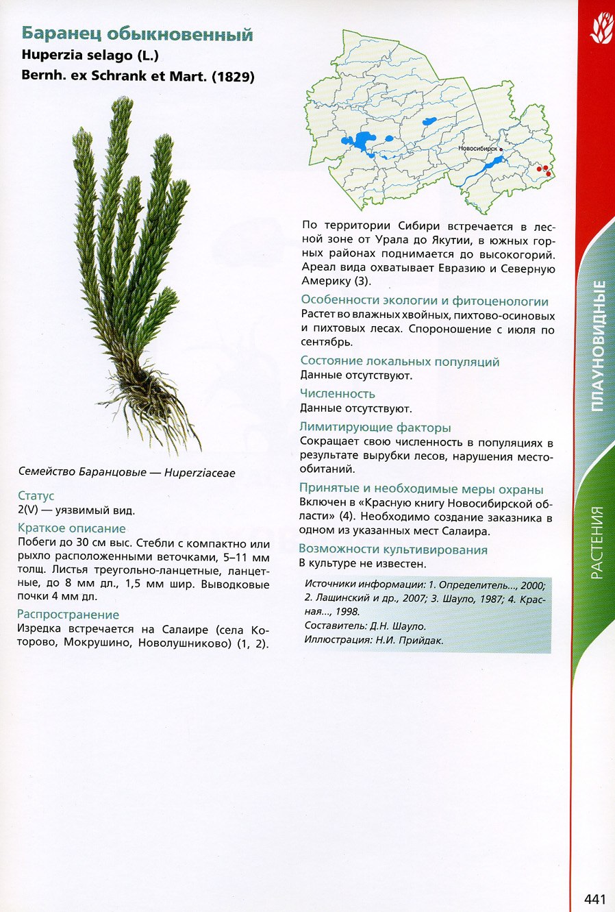 Плаун Баранец обыкновенный