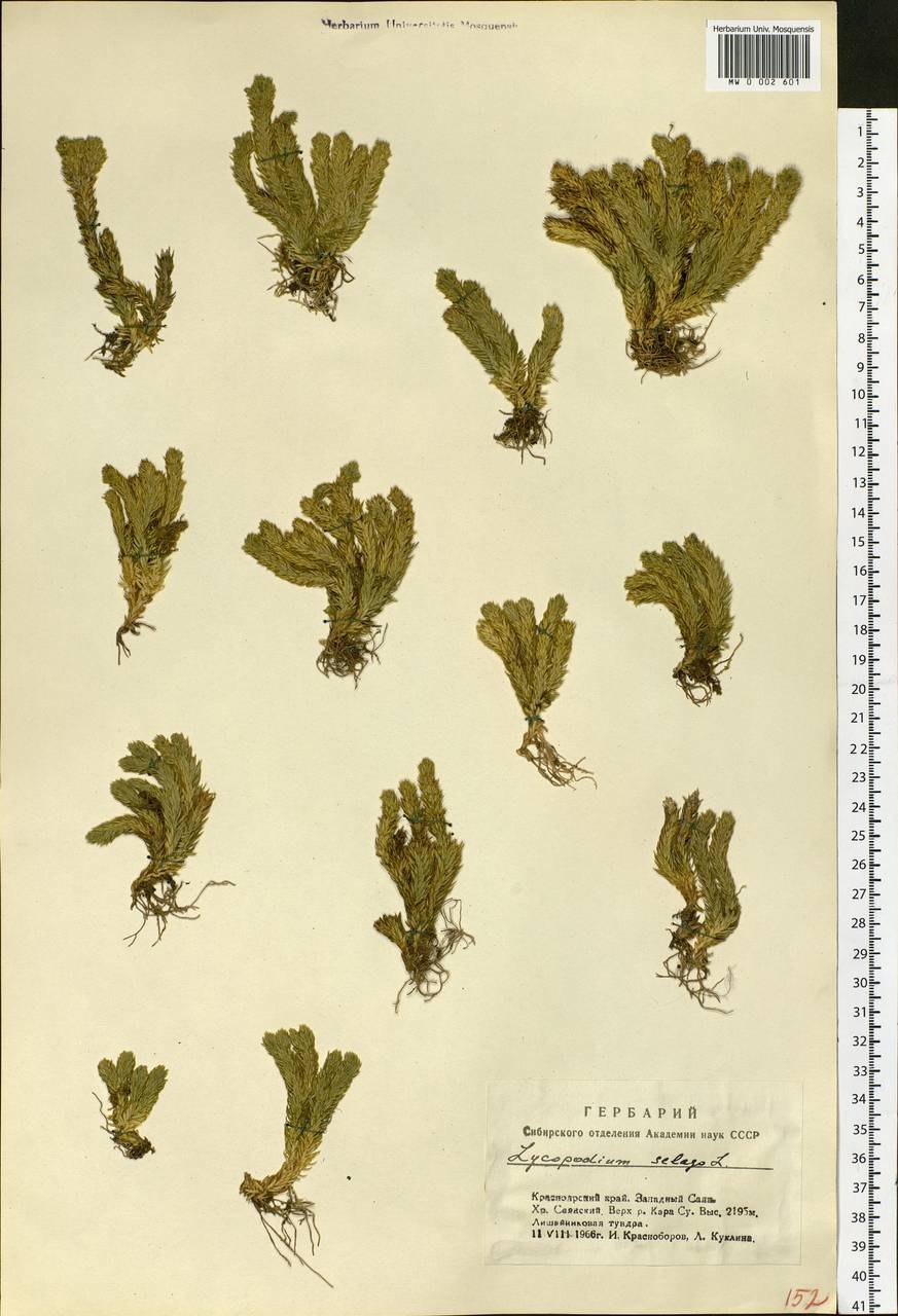 Спороносный побег плауна