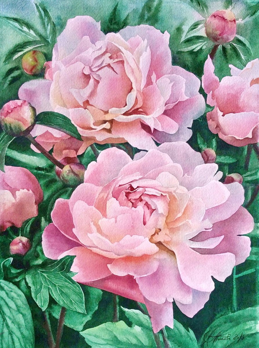 Пион Мунглоу Moonglow