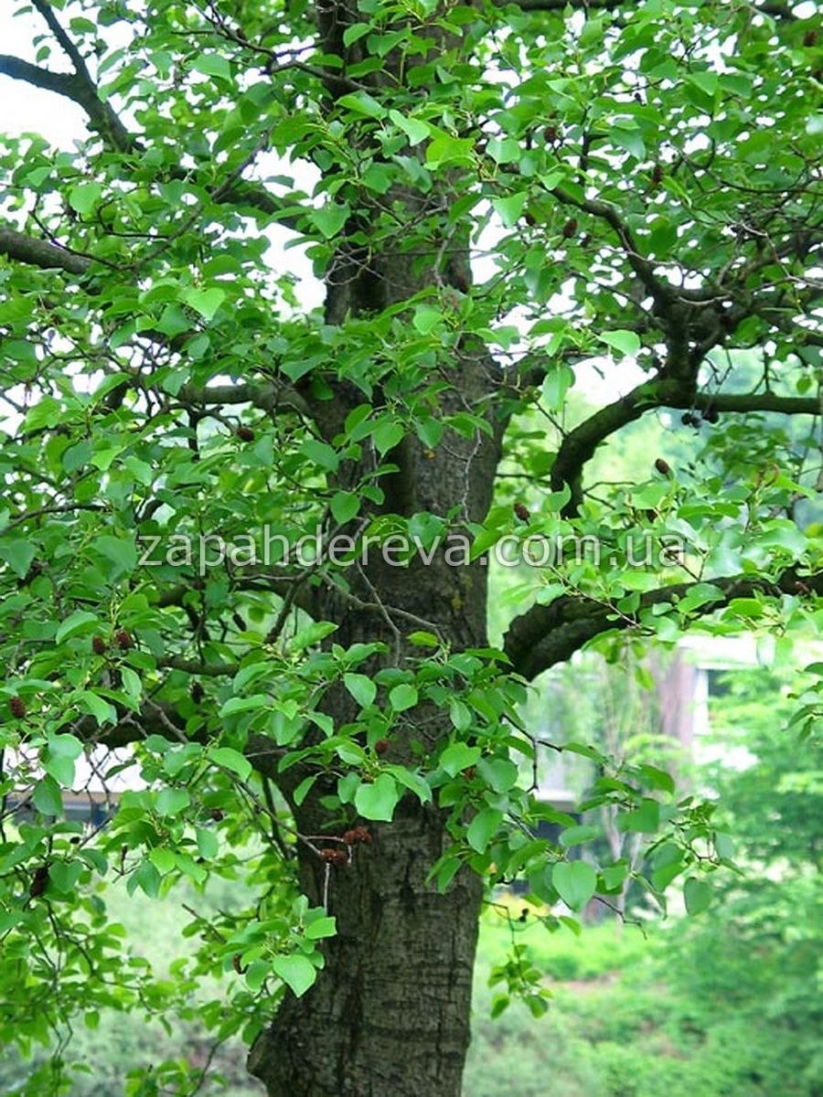 Тик дерево кора