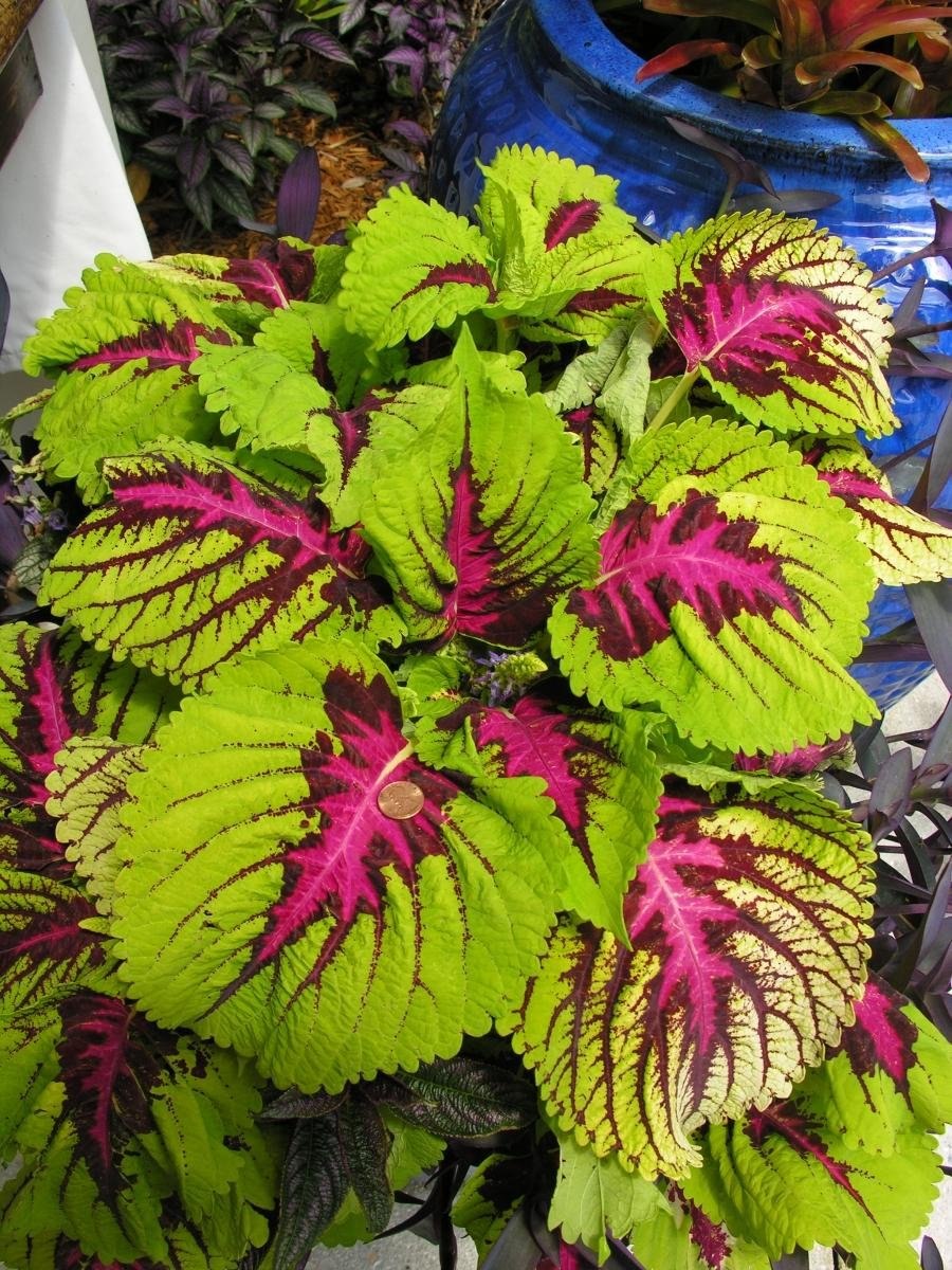 Каладиум Шомбурга