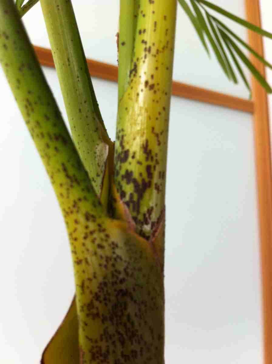 Хризалидокарпус щитовка