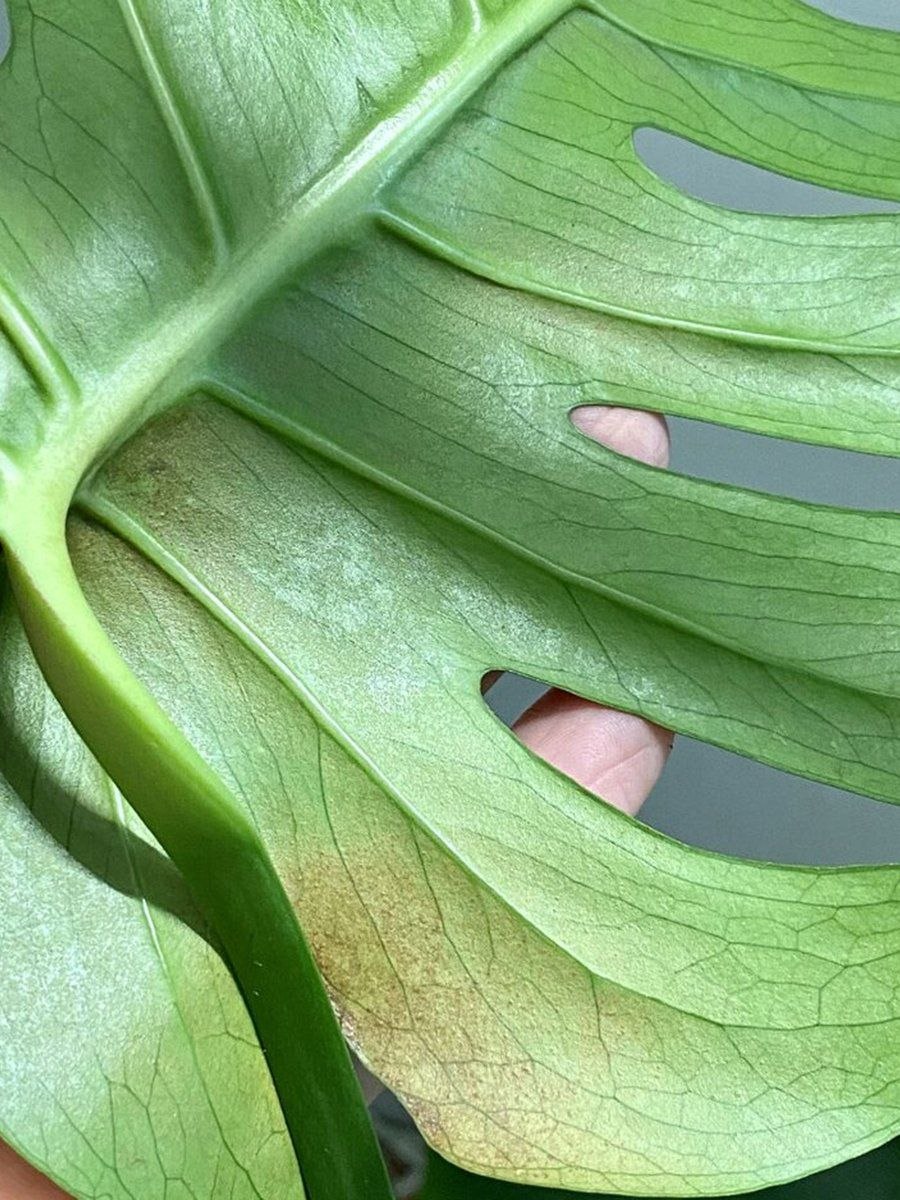 Трипсы на суккулентах