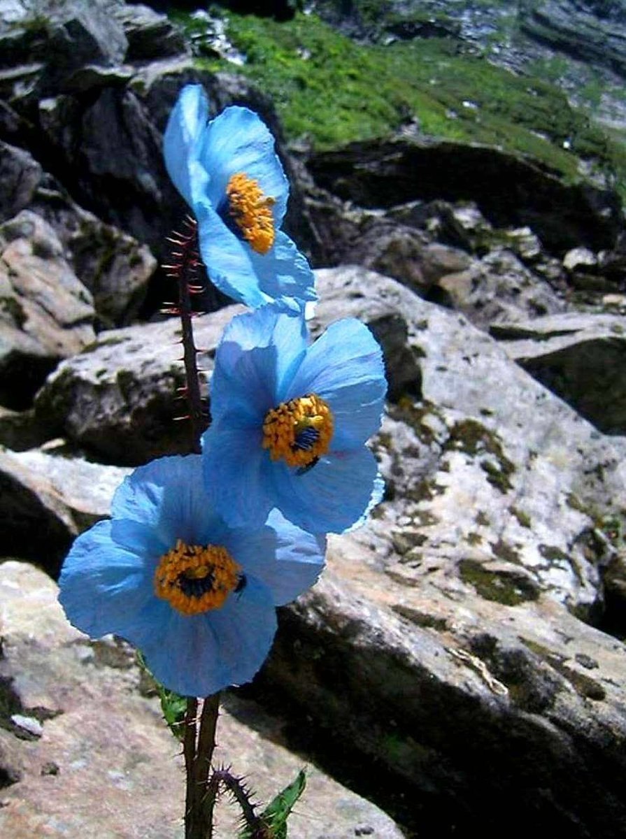 Меконопсис Альпийский