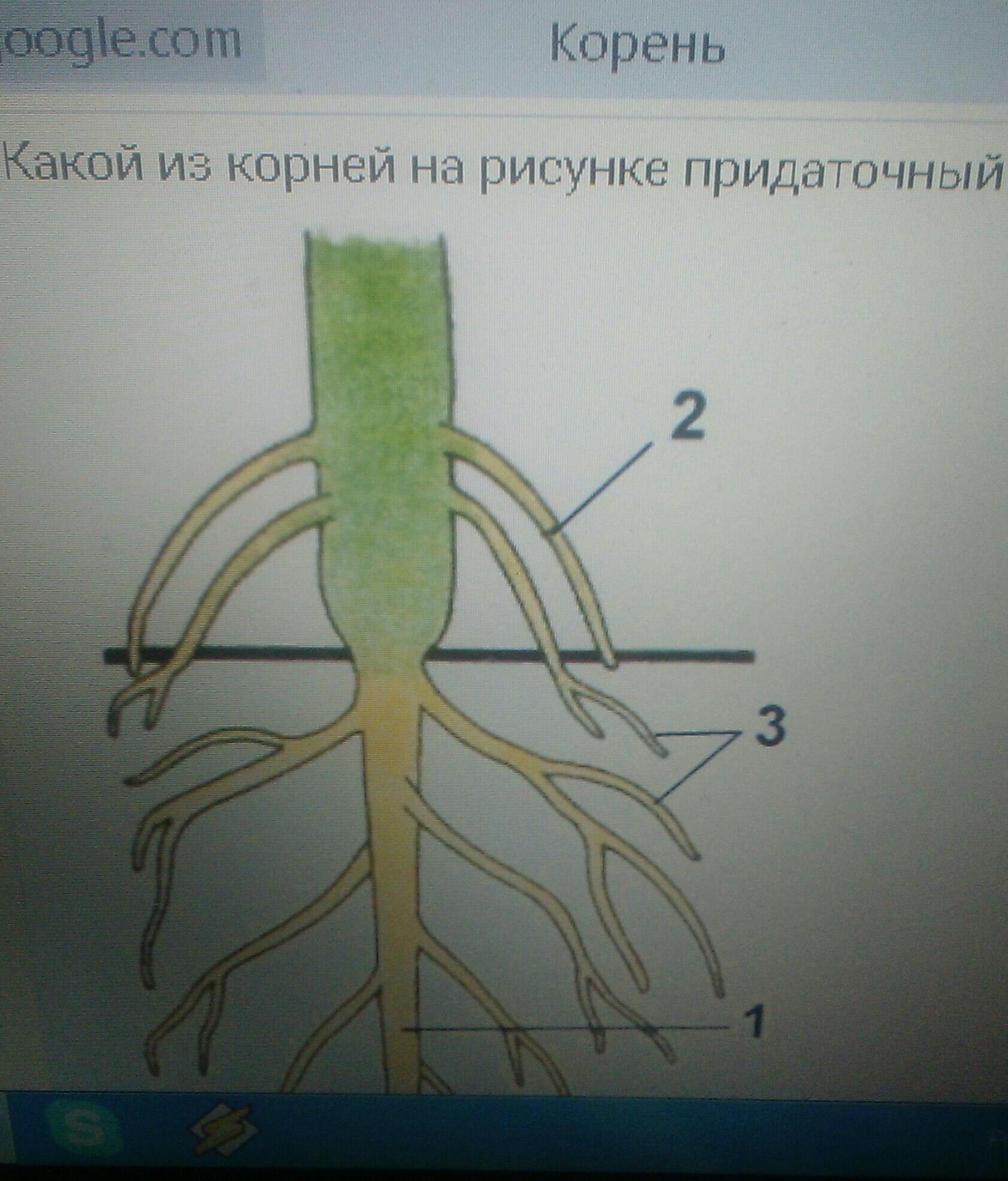 Рассмотрите рисунок корня растения. Придаточные корни рисунок. Рисунок придаточных корней. Придаточный корень картинка. Функция придаточных корней.