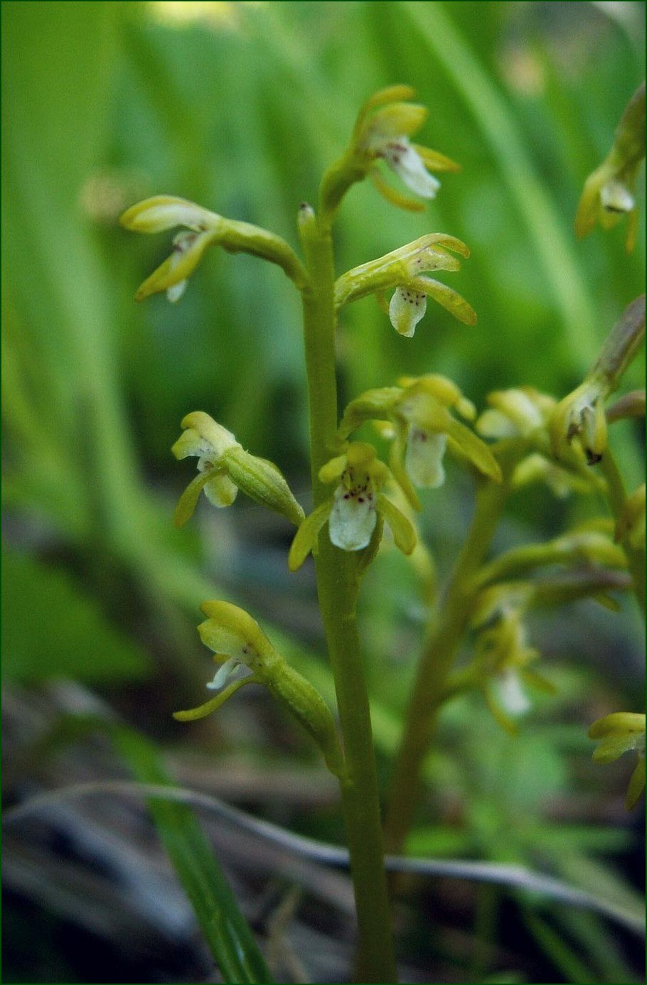 Corallorhiza trifida