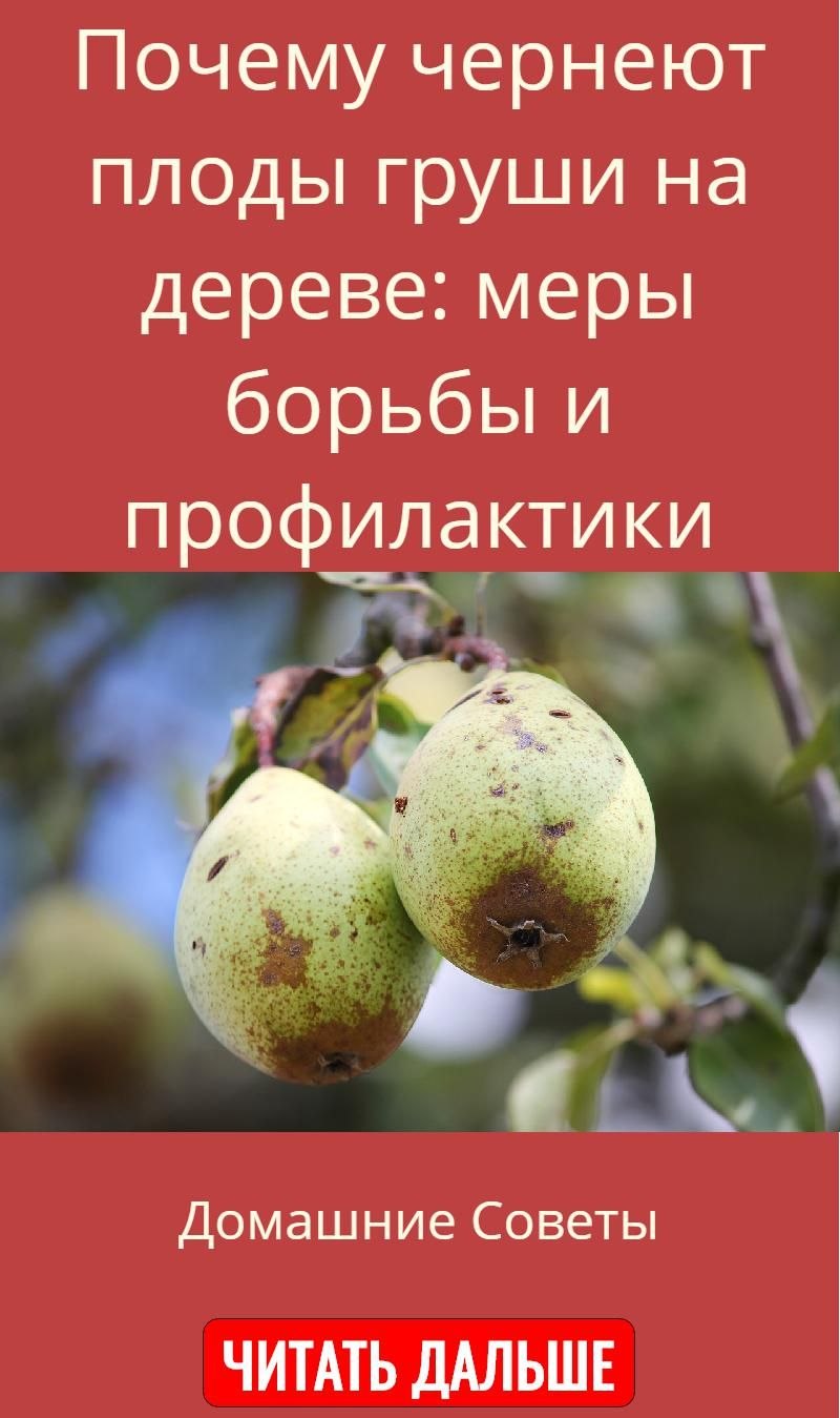 Парша на дереве груша