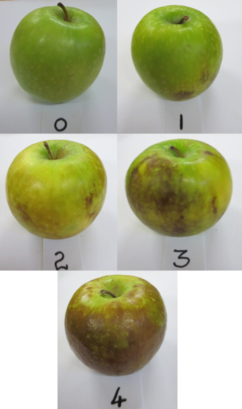 Яблонная плодожорка