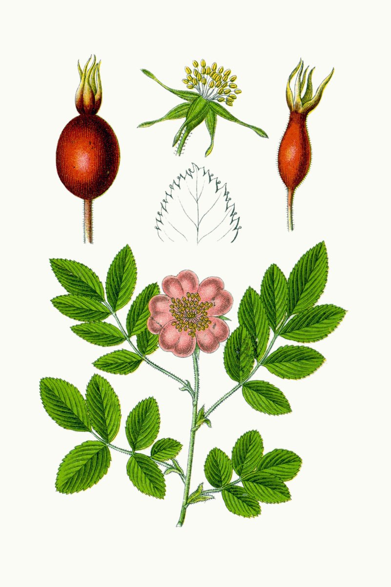 Розоцветные растения в грузии