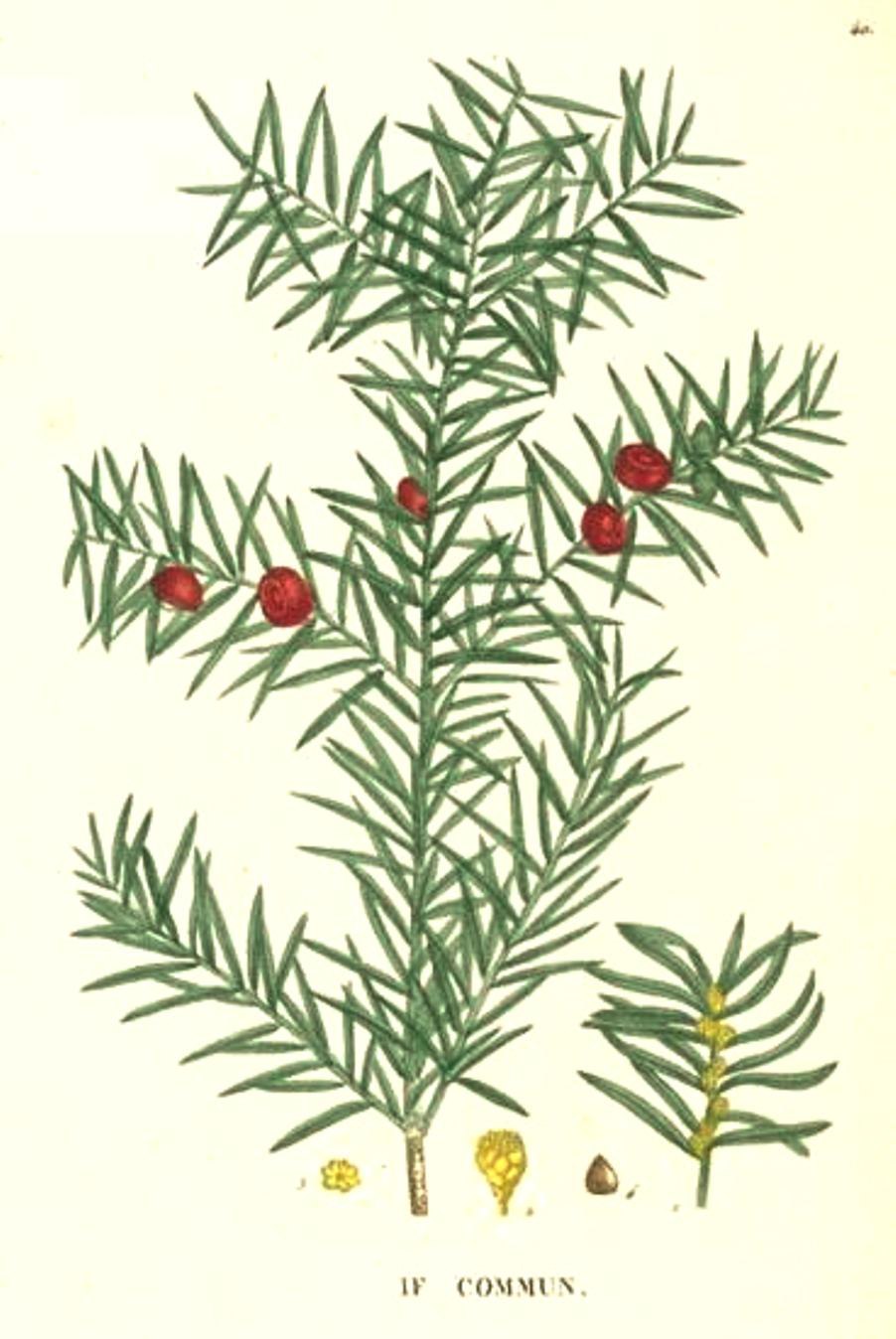 Тис болотный