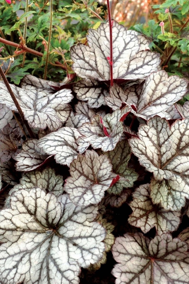 Гейхера Грин Финч