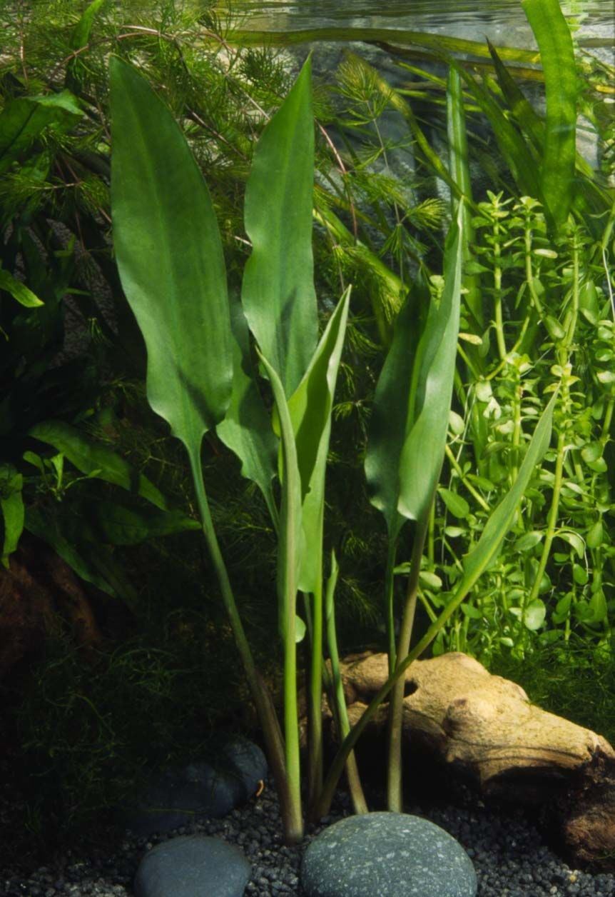 Криптокорина реснитчатая