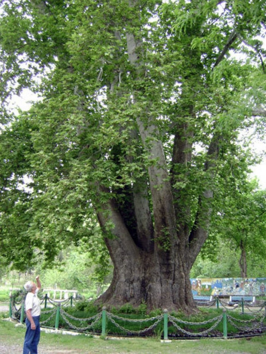 Платан семь братьев