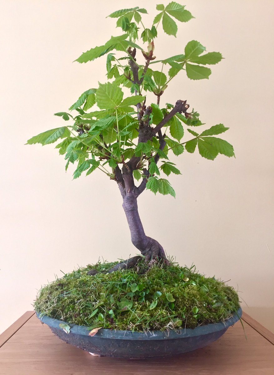 Граб Турчанинова бонсай