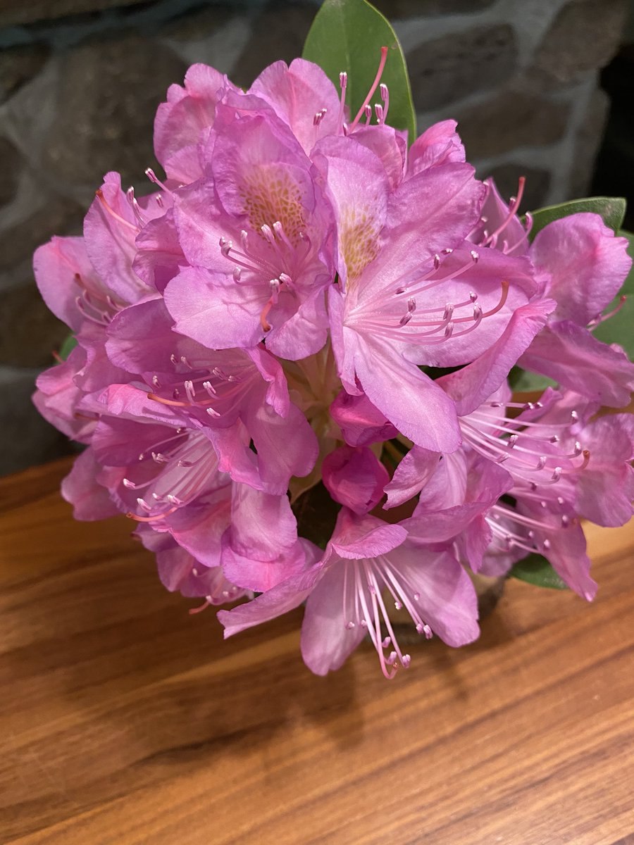 Рододендрон Дегрона