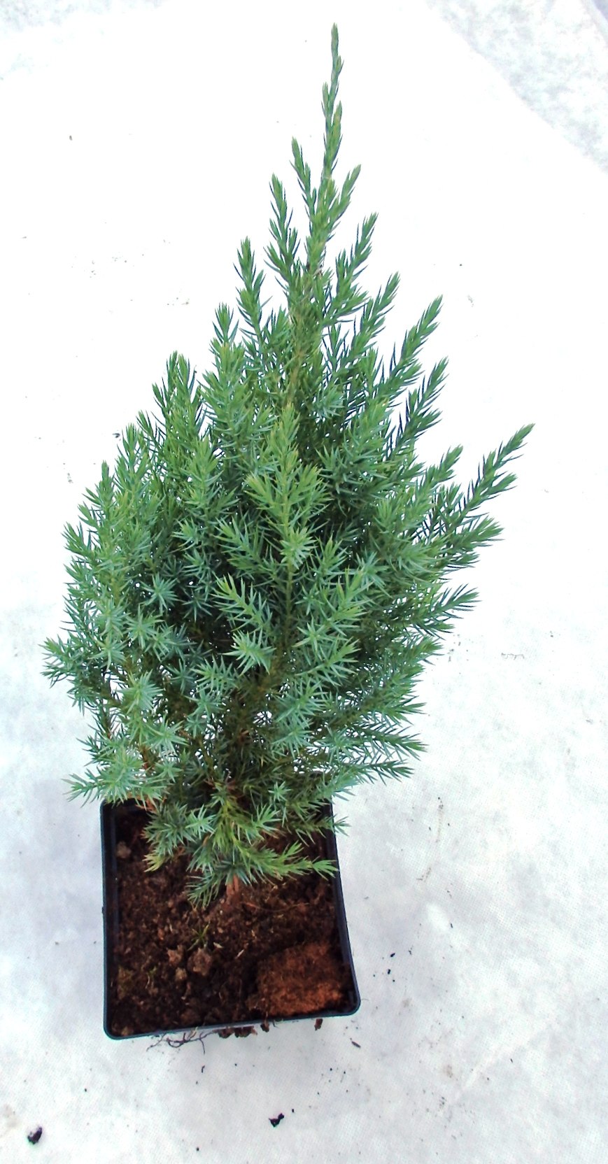 Можжевельник китайский Стрикта