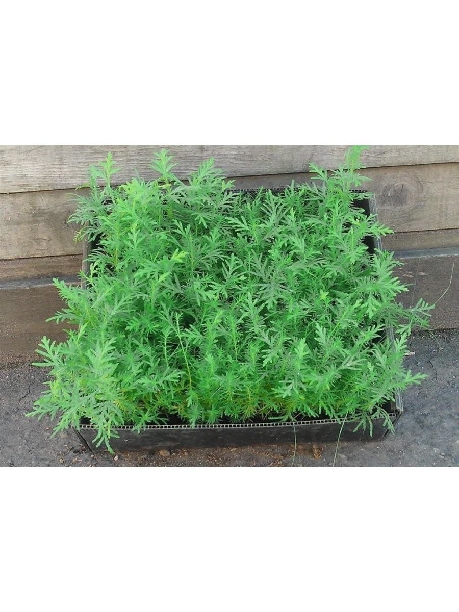 Можжевельник Пфитцериана Mint Julep