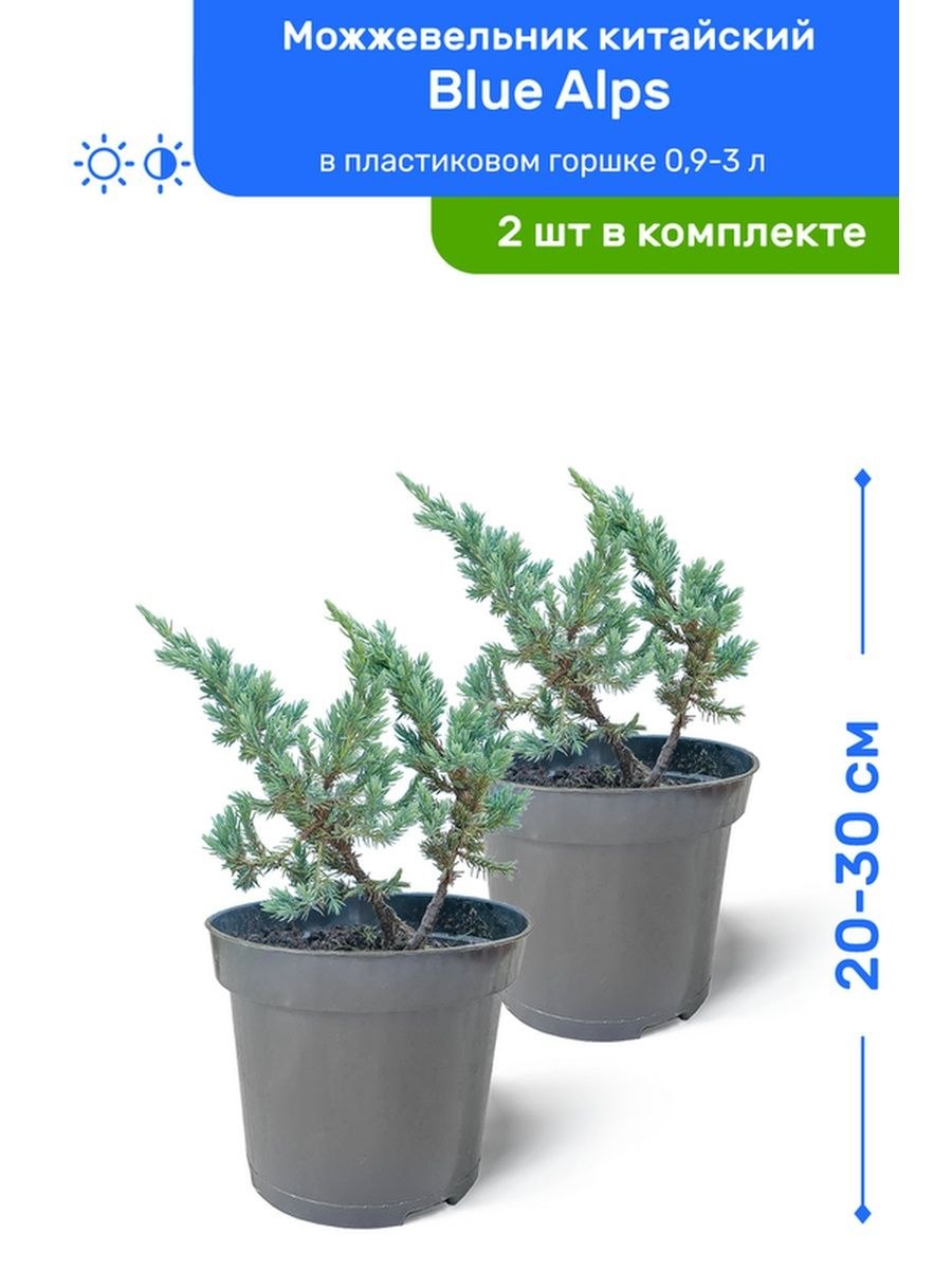 Туя колоновидная саженцы