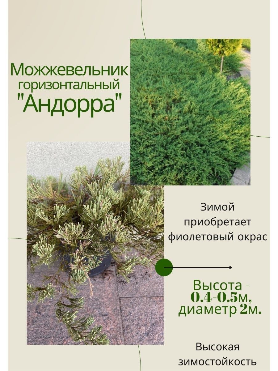 Можжевельник казацкий Кнап Хилл