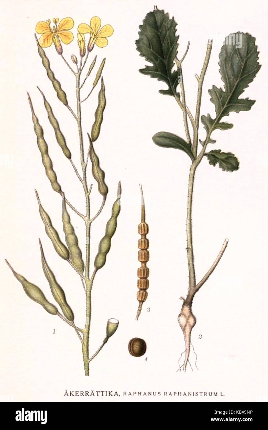 Thlaspi (ярутка)