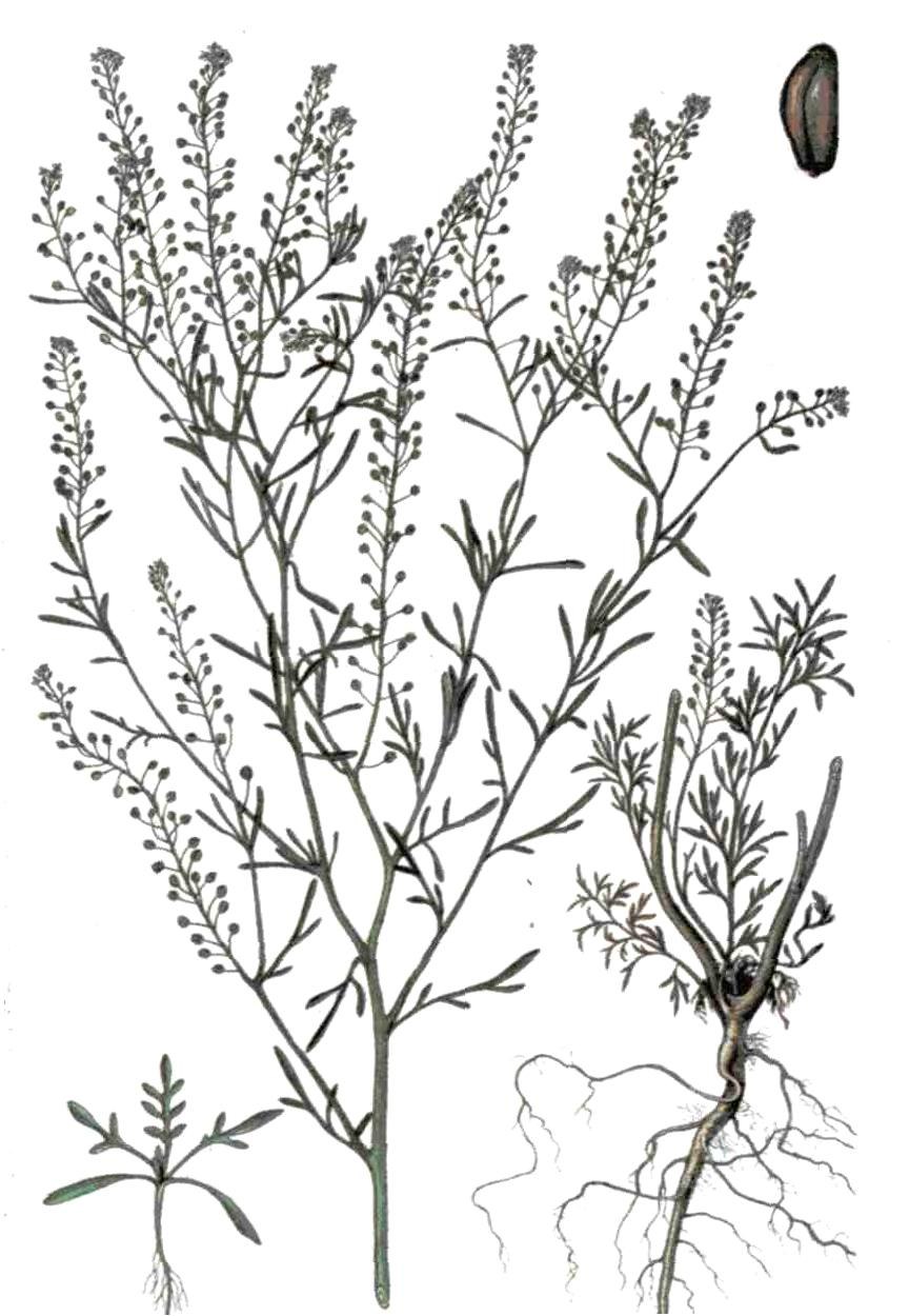 Сорная трава семейства крестоцветных