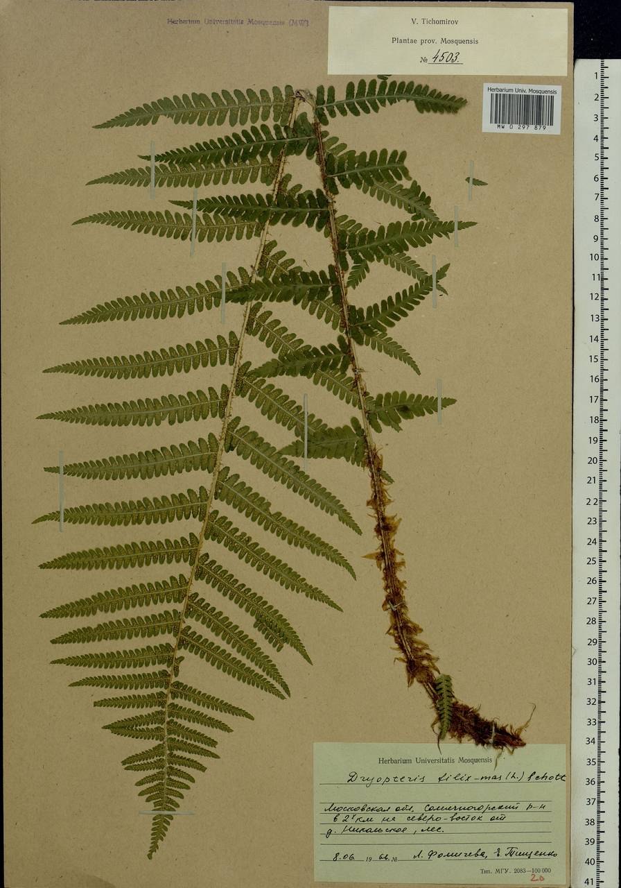 Dryopteris filix-mas Schott