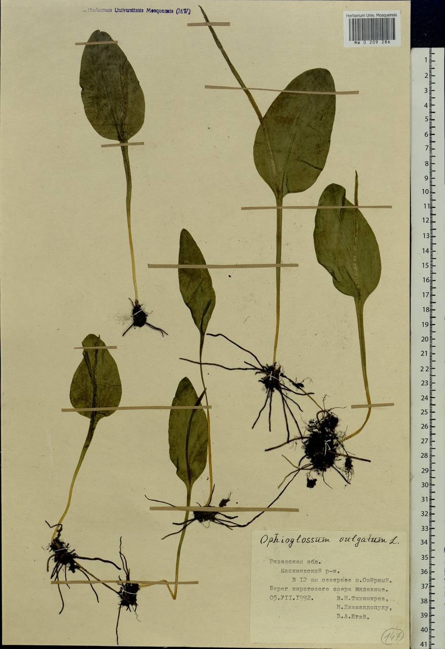 Гроздовник виргинский (Botrychium virginianum)