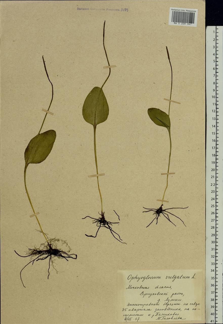 Ужовник ниппонский