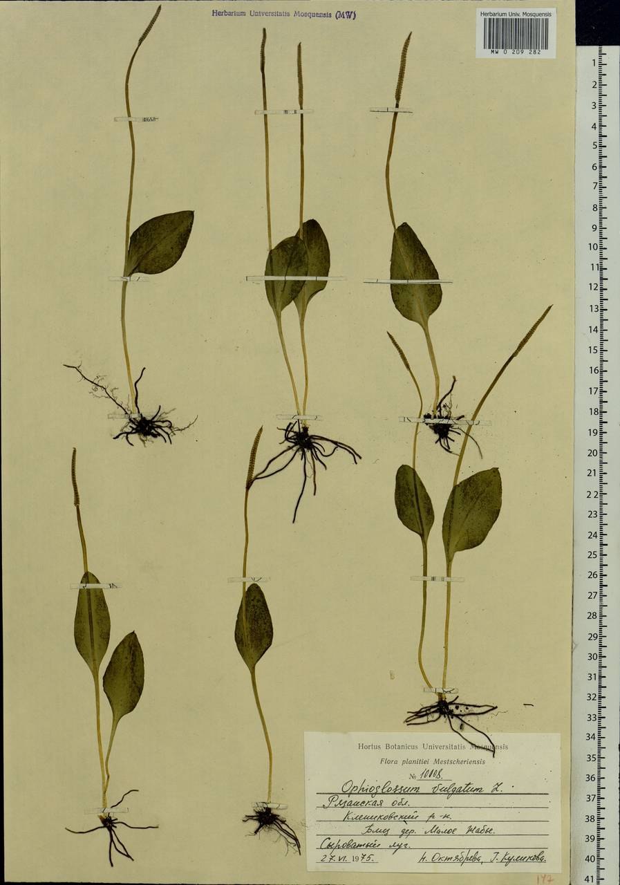 Папоротник Гроздовник