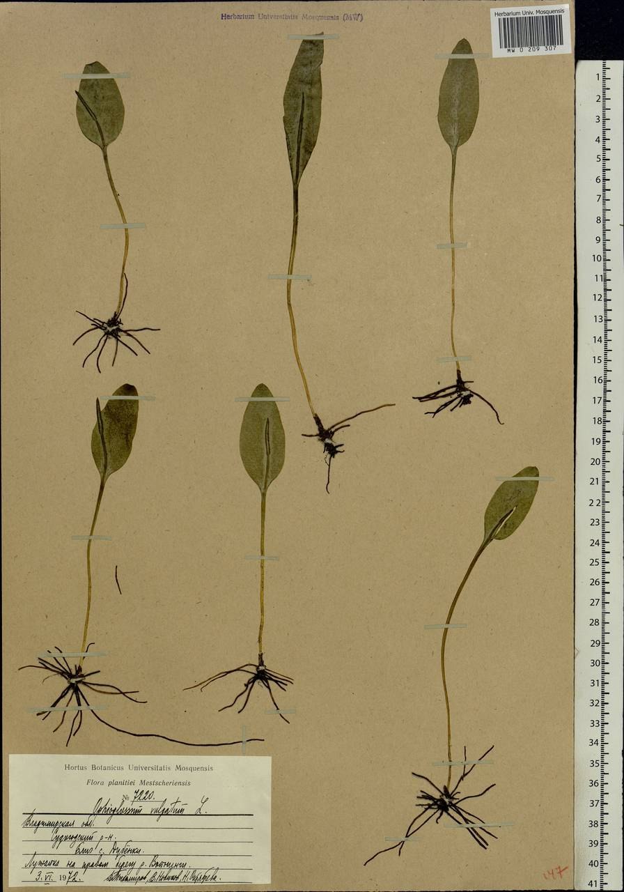 Ужовник обыкновенный интересные факты