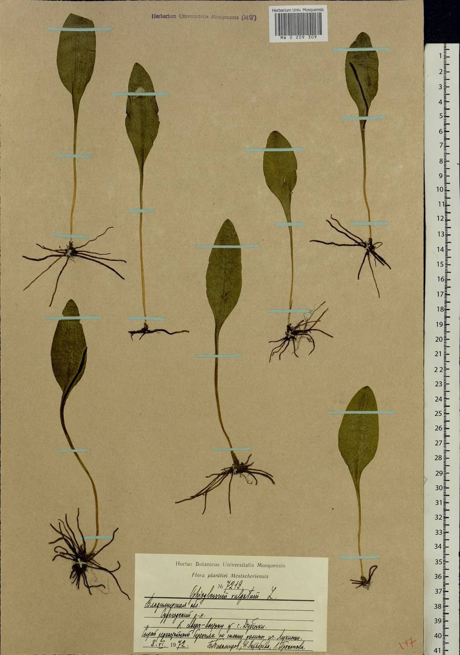 Ophioglossum vulgatum гербарий