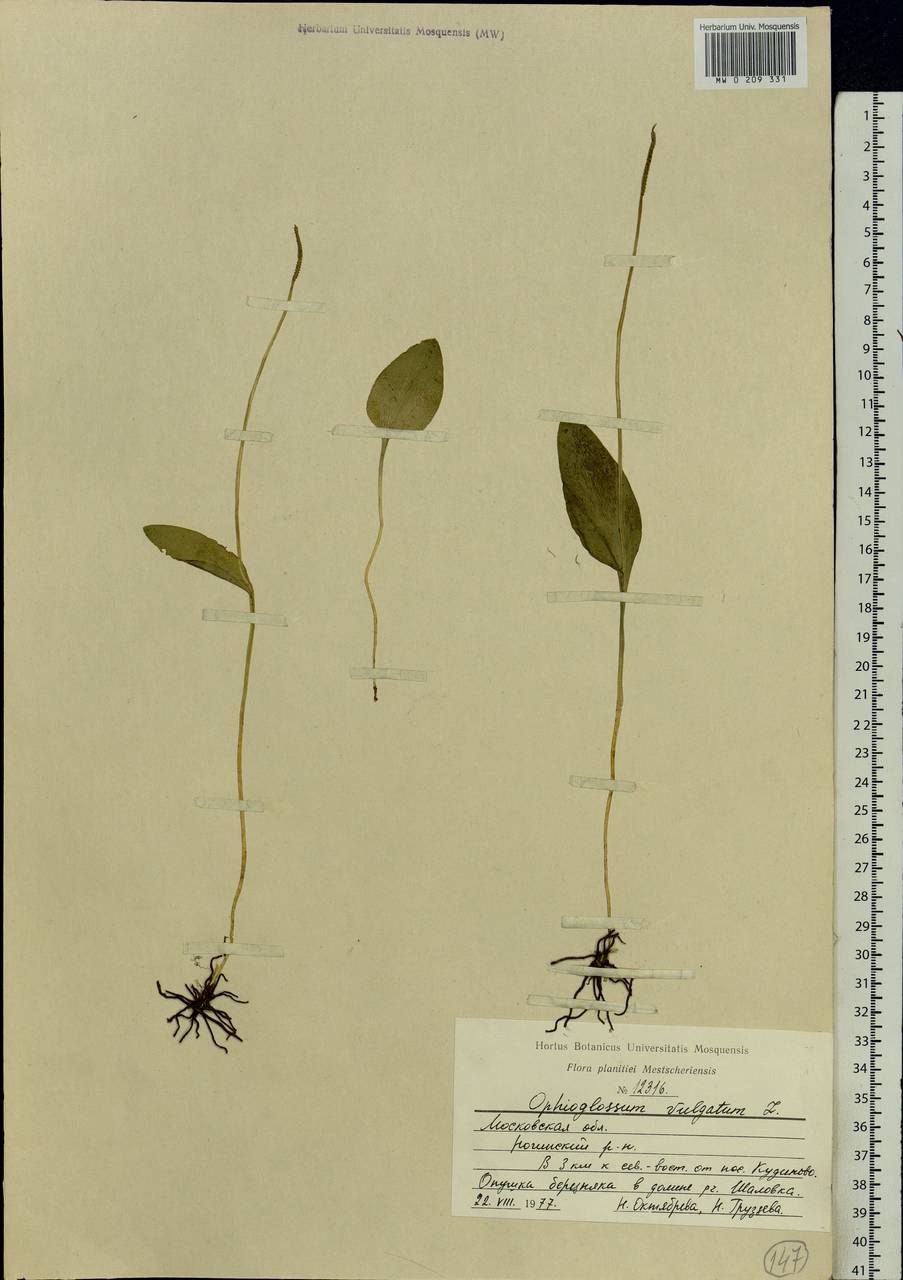 Ужовник обыкновенный схема