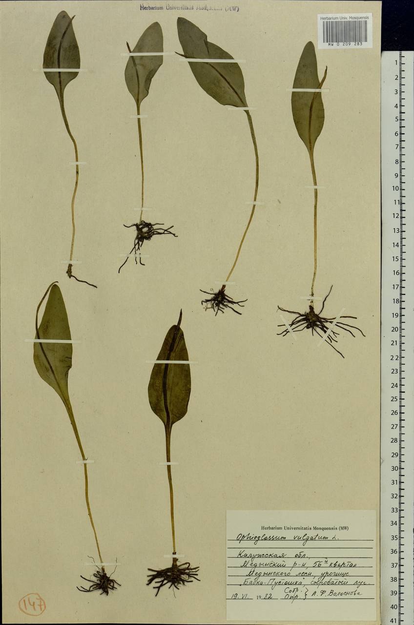 Ophioglossaceae ископаемые представители